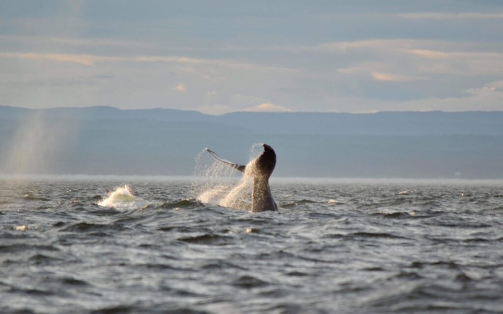 Baleines Australes