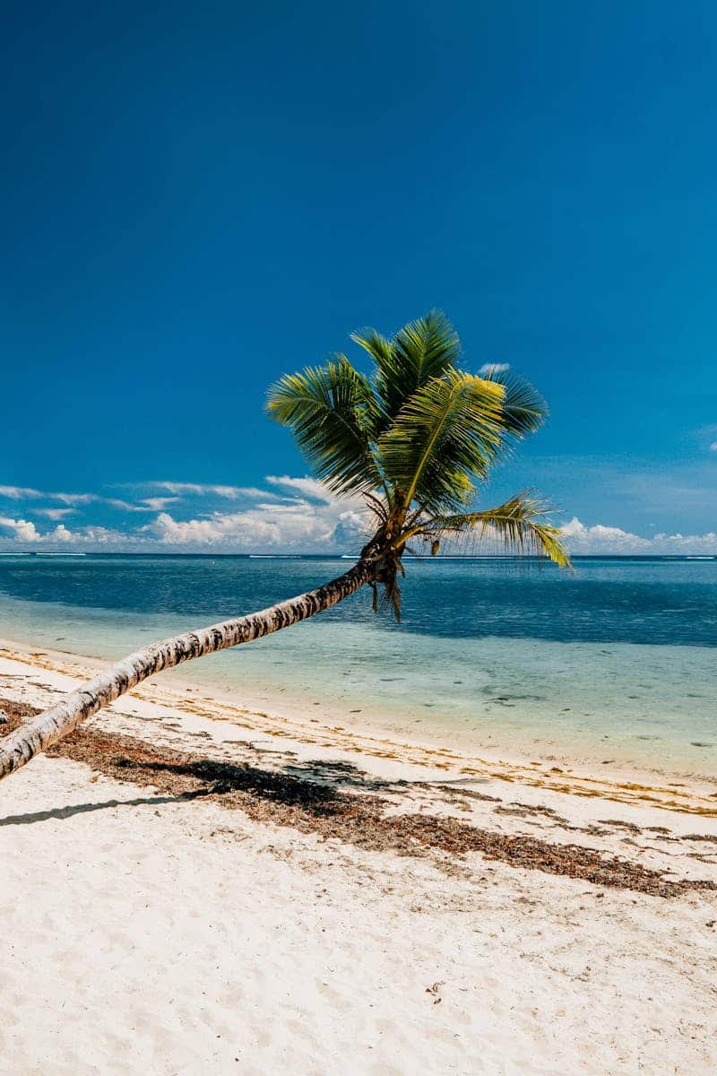 Stunning Seychelles beach scene with coconut tree and azure waters.