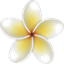 Illustration de fleur hibiscus Tahiti utilisée pour le site Manava