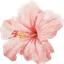 Illustration de fleur hibiscus Tahiti utilisée pour le site Manava Voyage.