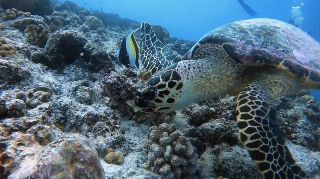 tortue au cours d'une plangée à Rangiroa Polynésie